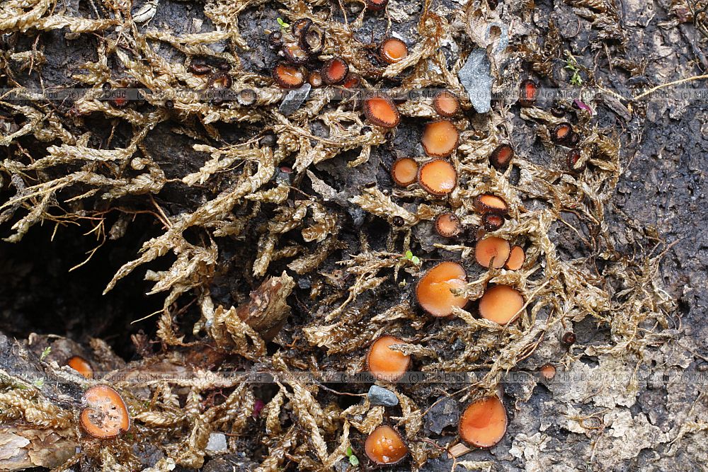 Scutellinia sp Eyelash fungus