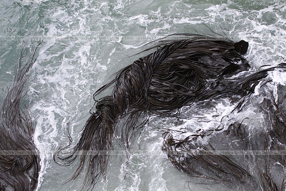 Durvillaea sp Bull kelp