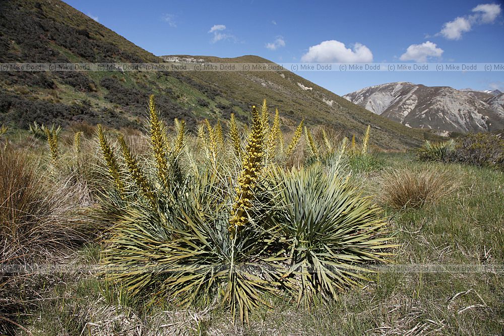 Aciphylla horrida Horrid Spaniard (?)