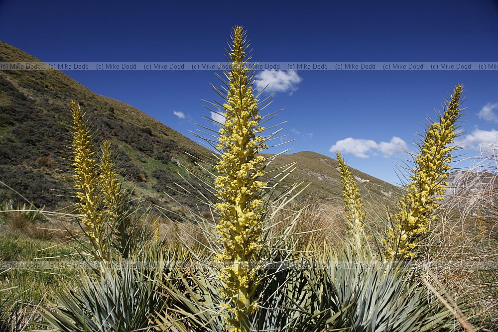 Aciphylla horrida Horrid Spaniard (?)