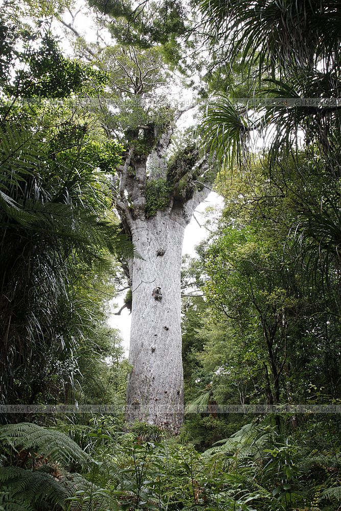 Agathis australis Kauri