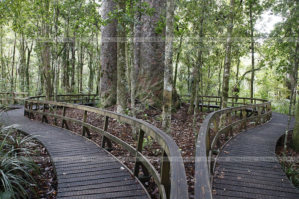 Agathis australis Kauri