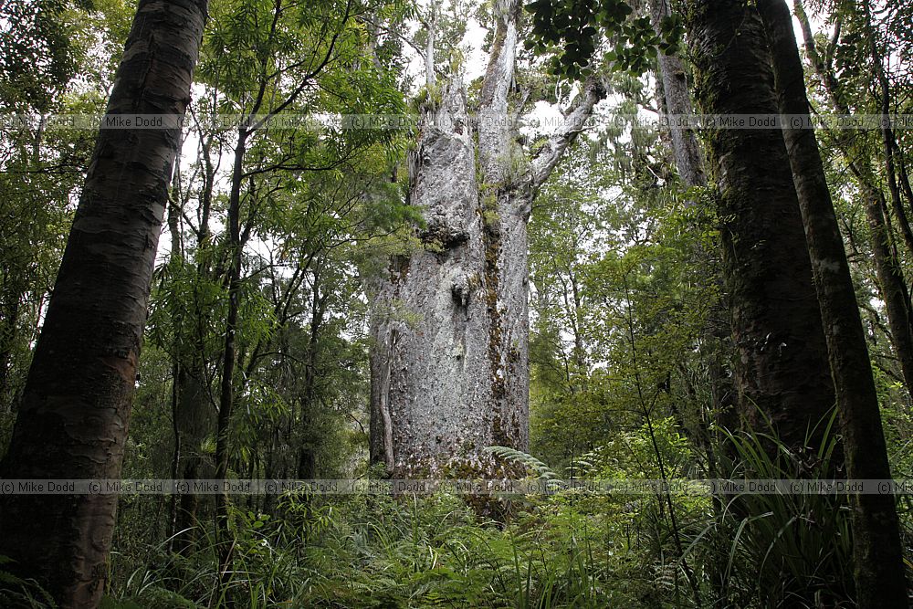 Agathis australis Kauri