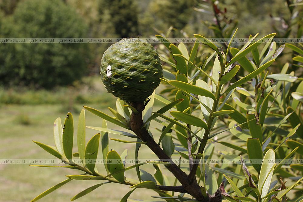 Agathis australis Kauri