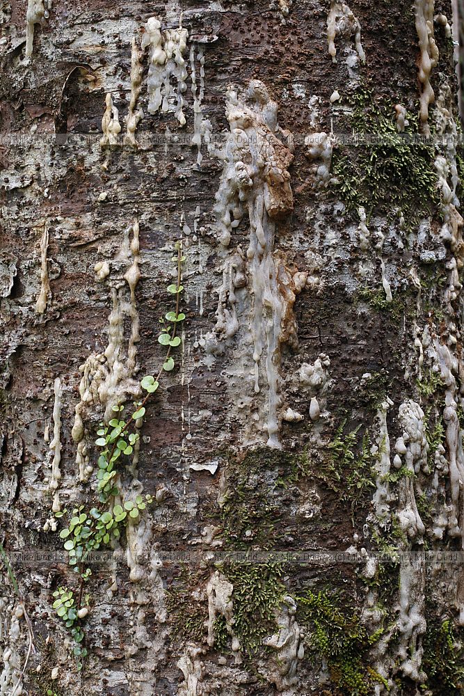 Agathis australis Kauri dieing due to Phytophthora infection