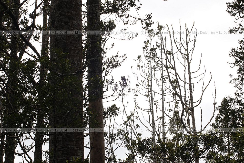 Agathis australis Kauri dieing due to Phytophthora infection