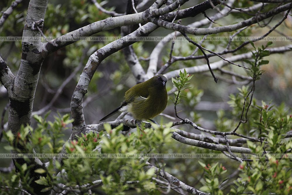Anthornis melanura New Zealand Bellbird