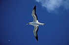 Australian gannet in flight