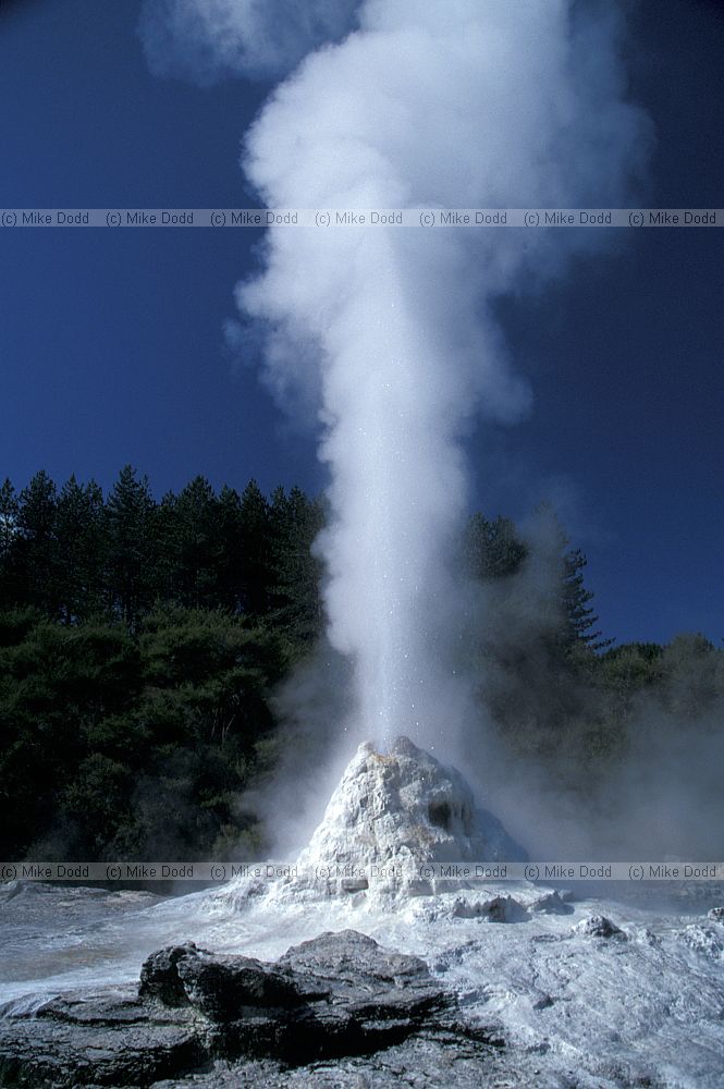 Lady Knox geyser Waiotapu