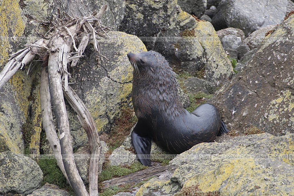 Arctocephalus forsteri New Zealand fur seal