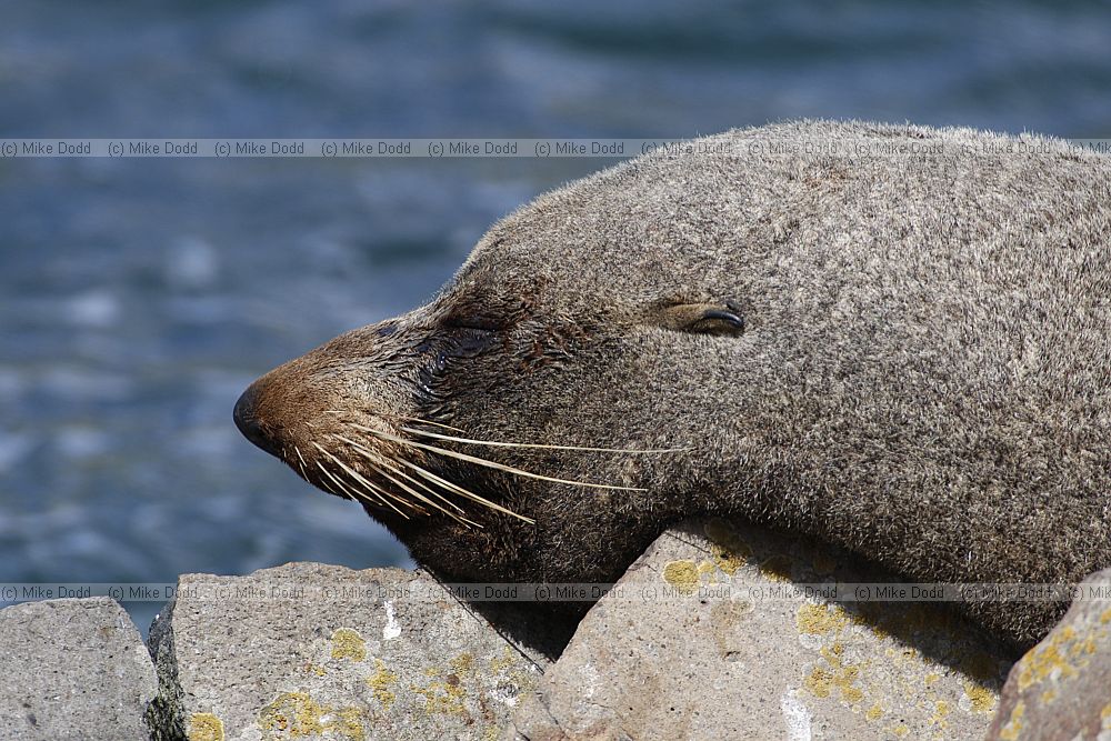 Arctocephalus forsteri New Zealand fur seal