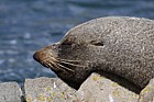 Arctocephalus forsteri New Zealand fur seal