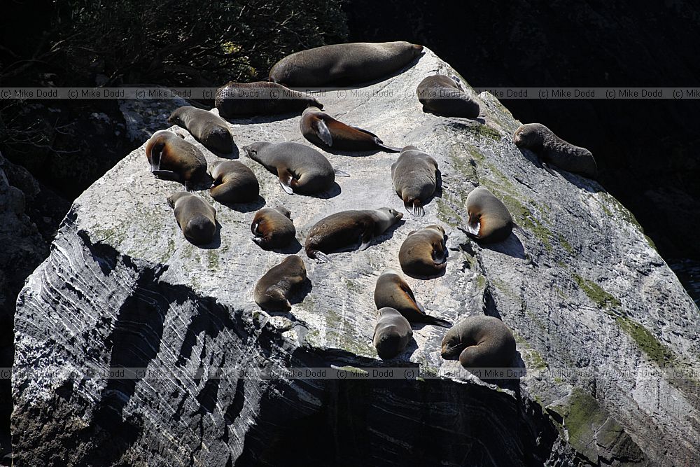 Arctocephalus forsteri New Zealand fur seal