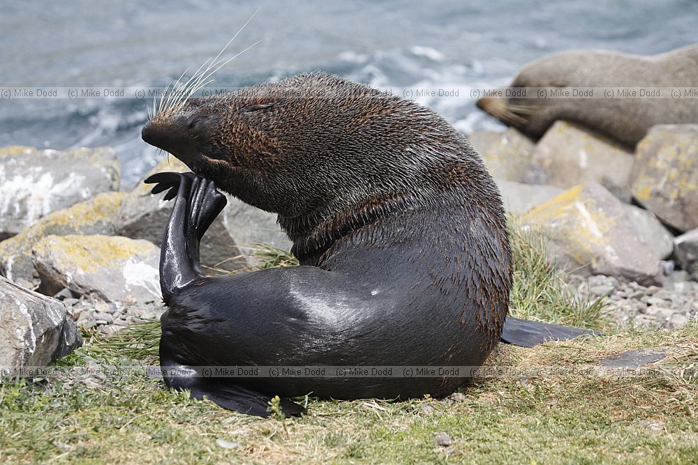 Arctocephalus forsteri New Zealand fur seal