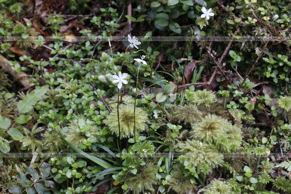 Arthropodium candidum
