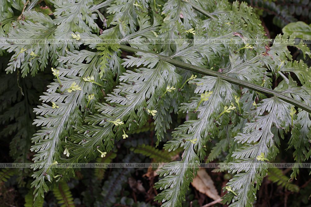 Asplenium bulbiferum Hen and chickens