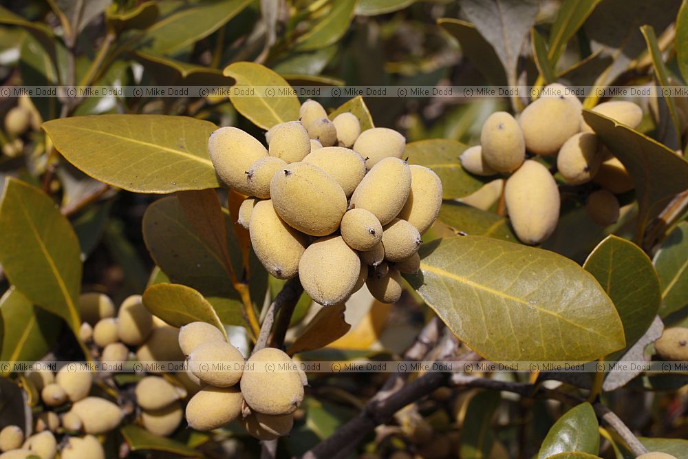 Avicennia marina Grey mangrove