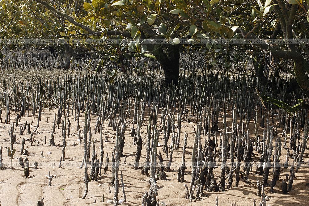 Avicennia marina Grey mangrove