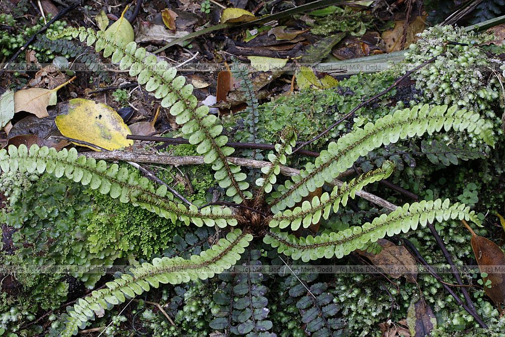 Blechnum fluviatile