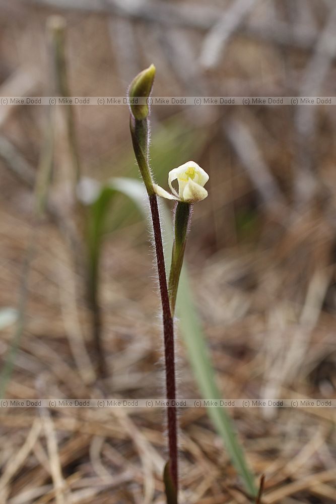 Caladenia lyallii White Fingers