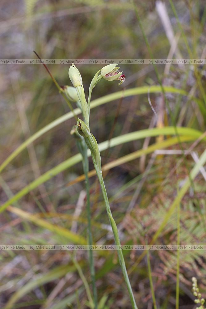 Calochilus herbaceus Copper Beard Orchid