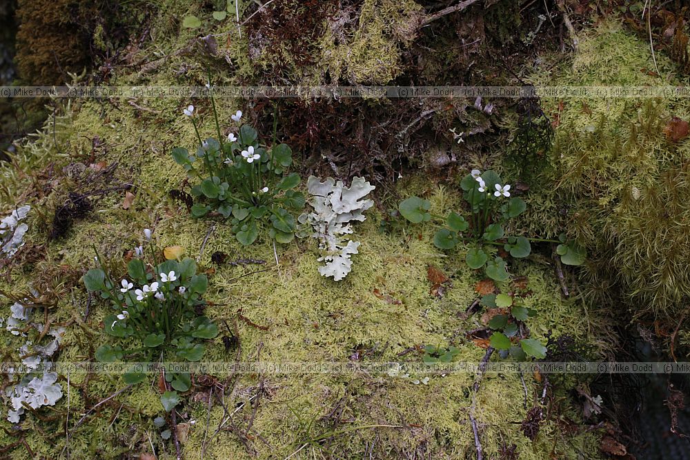 Cardamine debilis Bitter cress