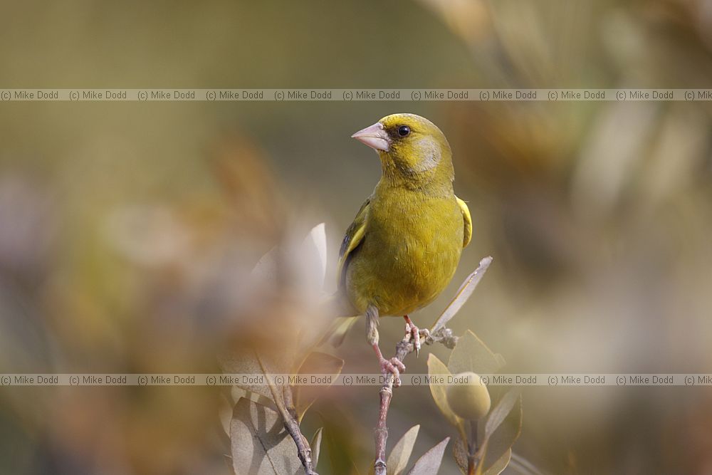 Carduelis chloris European Greenfinch