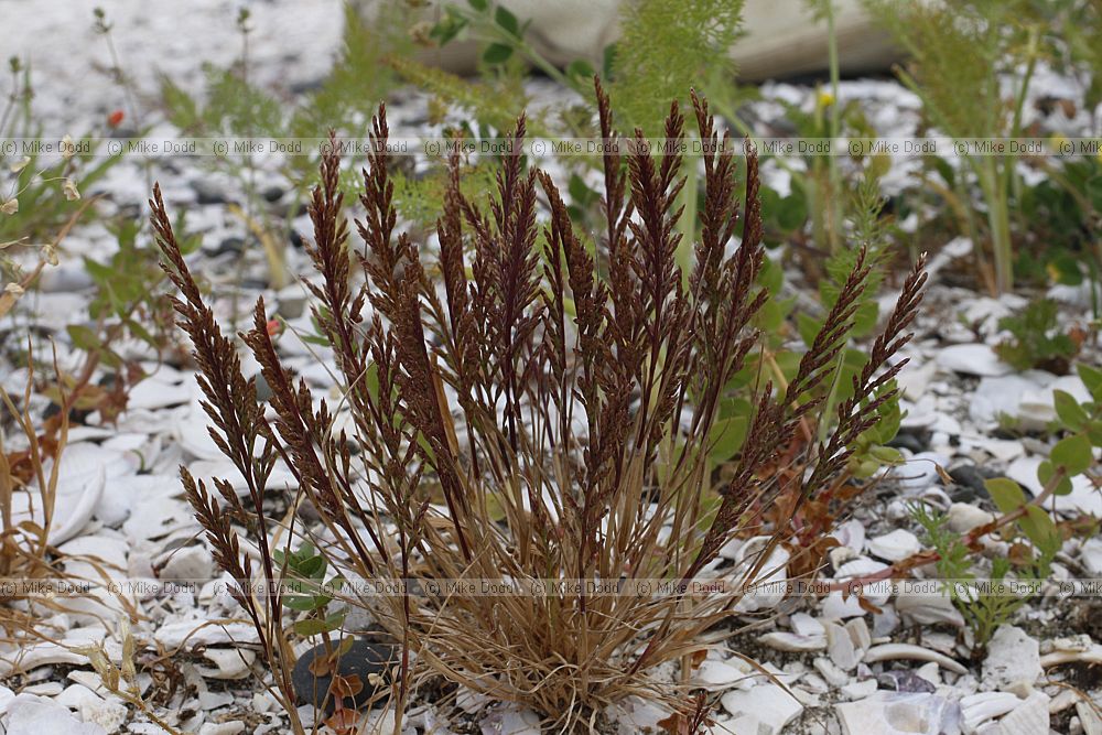 Catapodium rigidum Fern Grass