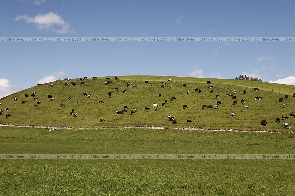 Cattle on hillside