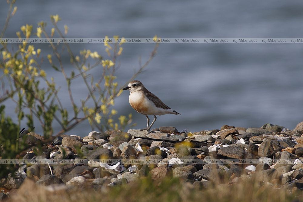 Charadrius obscurus New Zealand Dotterel