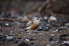 Charadrius obscurus New Zealand Dotterel