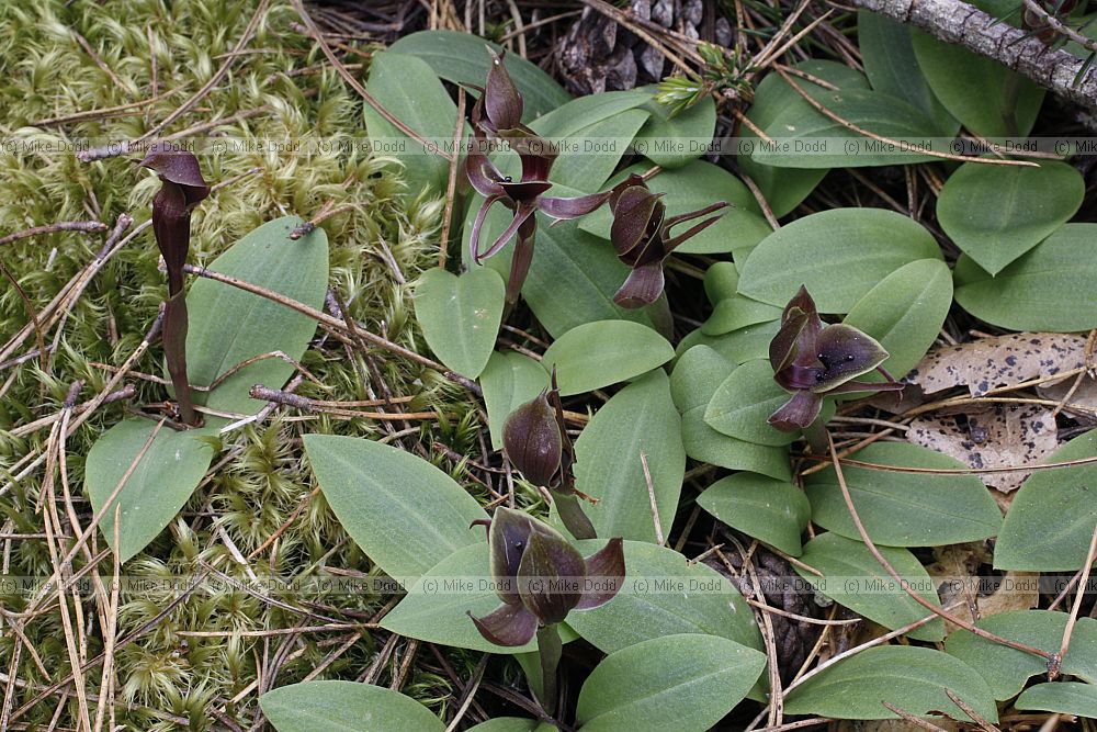 Chiloglottis valida Large Bird Orchid