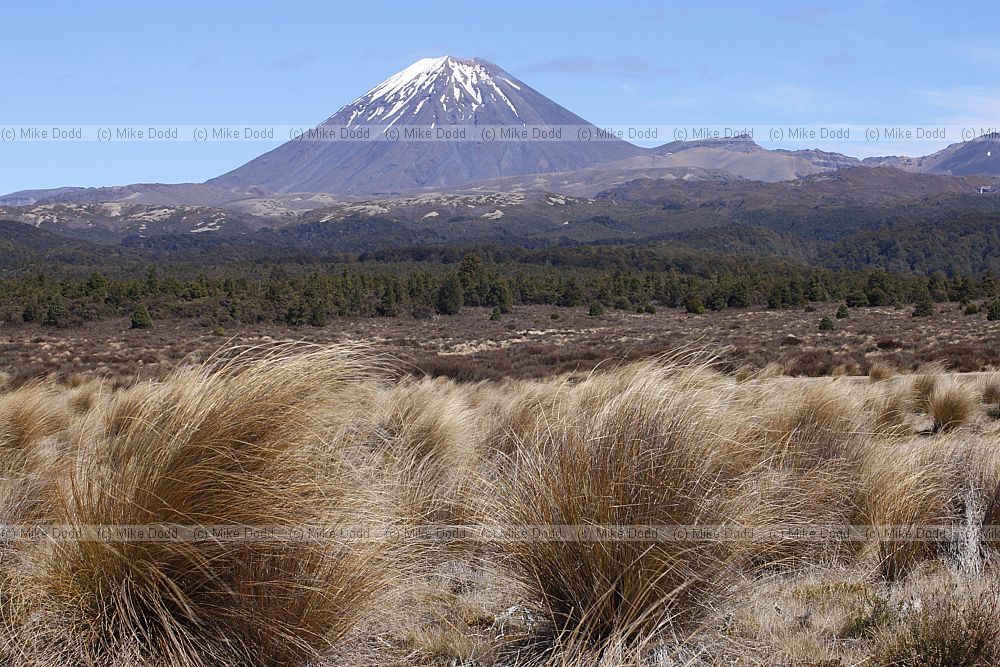 Chionochloa rubra red tussock grassland Desert road