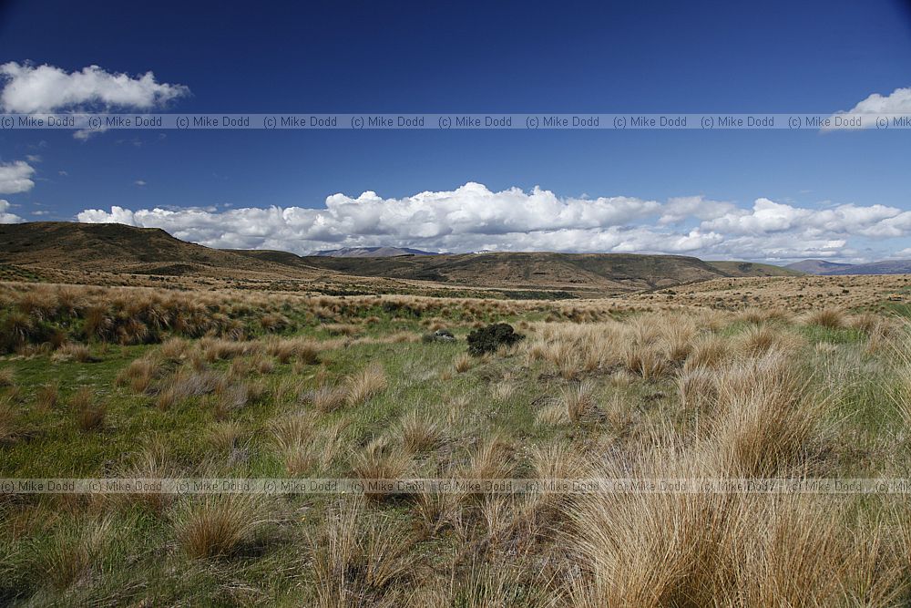 Chionochloa rubra Red tussock