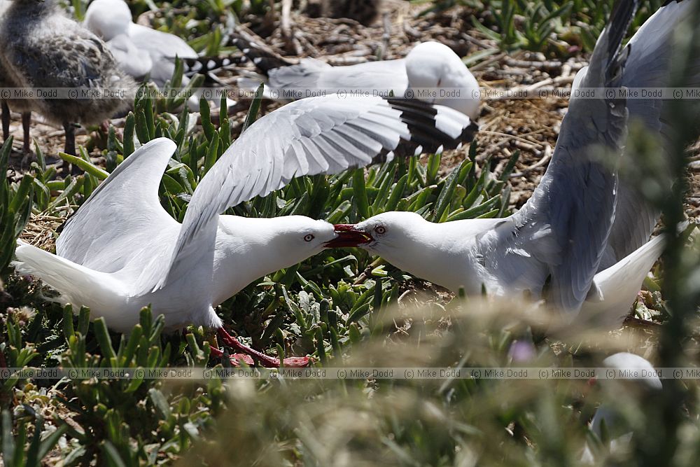 Chroicocephalus scopulinus Red-billed Gull