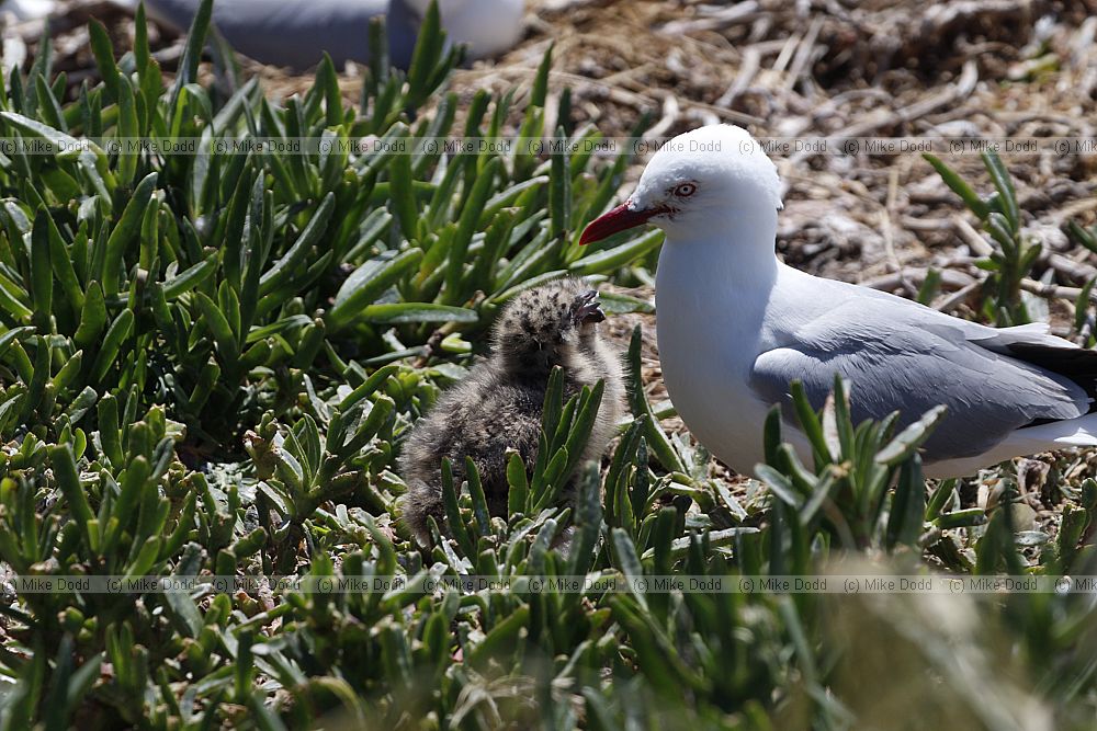 Chroicocephalus scopulinus Red-billed Gull
