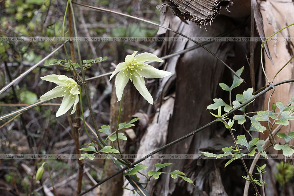 Clematis foetida