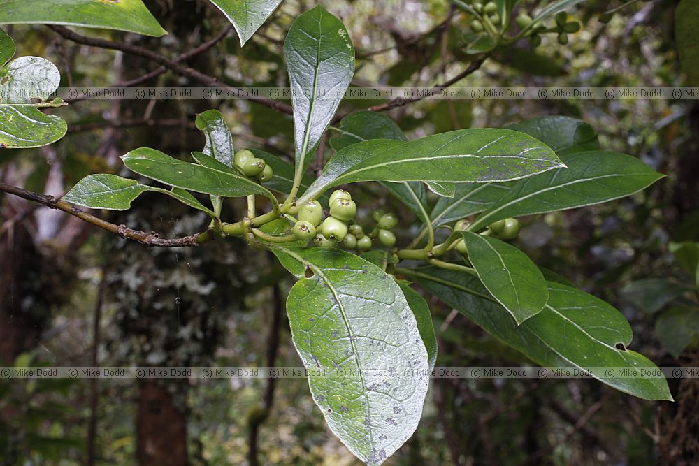 Coprosma lucida karamu
