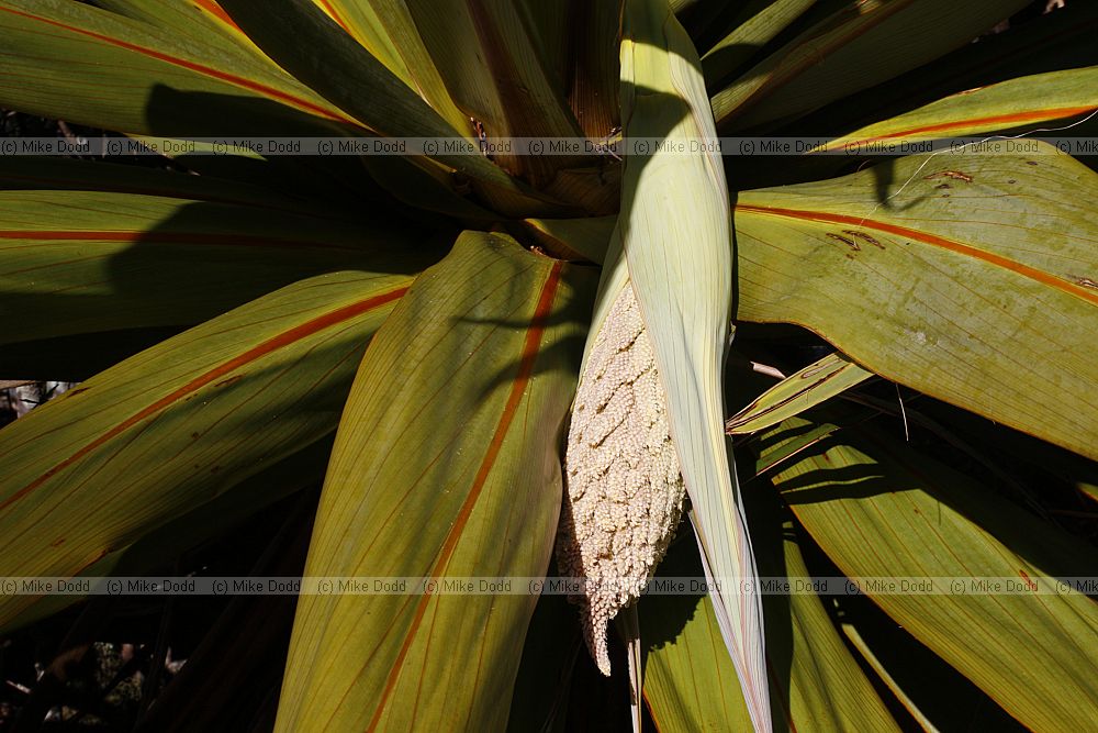 Cordyline indivisa Mountain cabbage tree