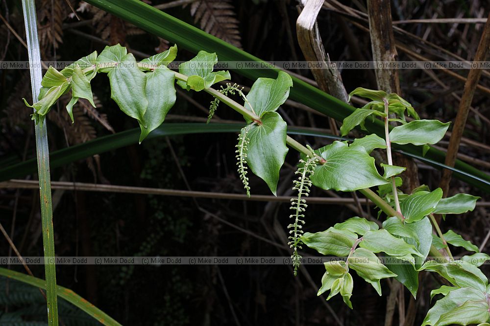 Coriaria arborea Tutu