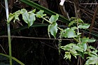 Coriaria arborea Tutu