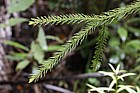 Dacrydium cupressinum Rimu or Red Pine juvenile foliage