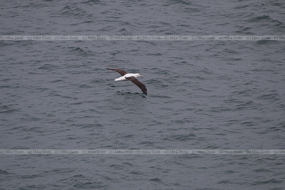 Diomedea sanfordi Northern Royal Albatross