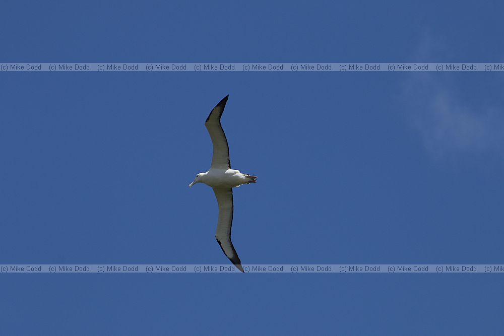 Diomedea sanfordi Northern Royal Albatross