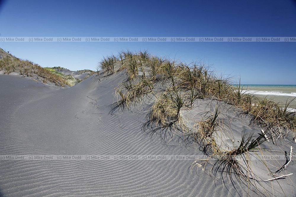 Ficinia spiralis Pingao