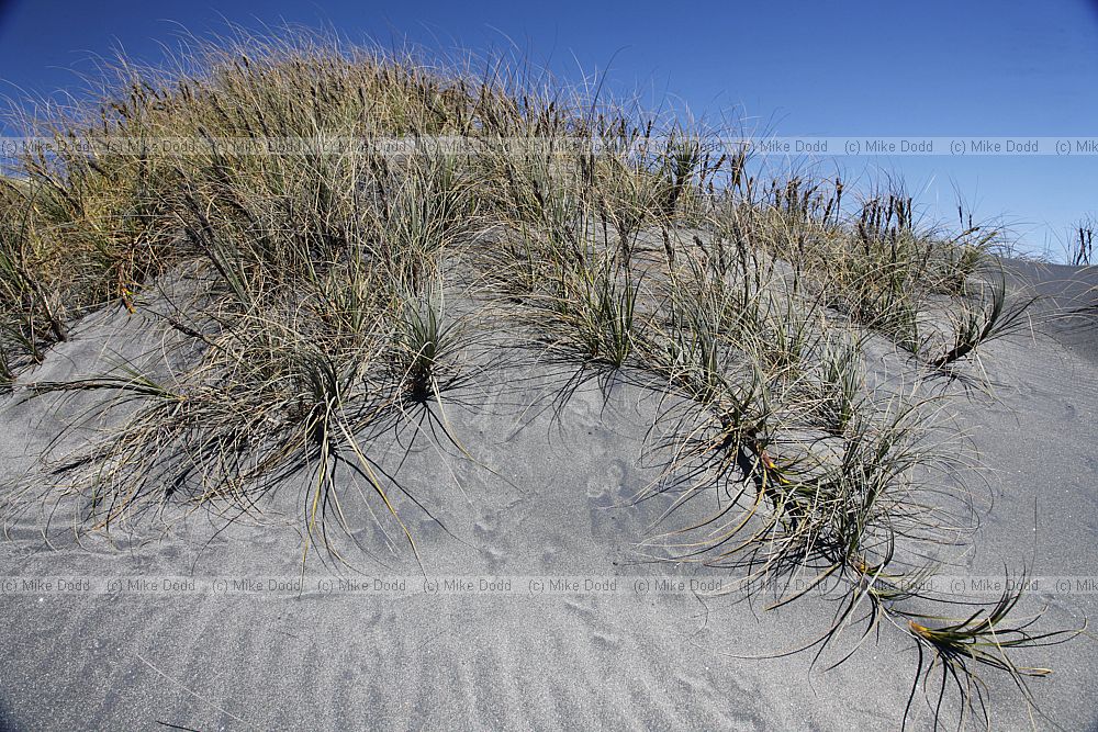 Ficinia spiralis Pingao