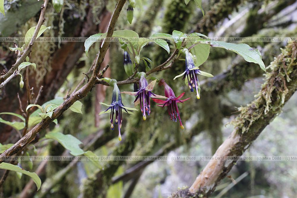 Fuchsia excorticata Tree Fuchsia