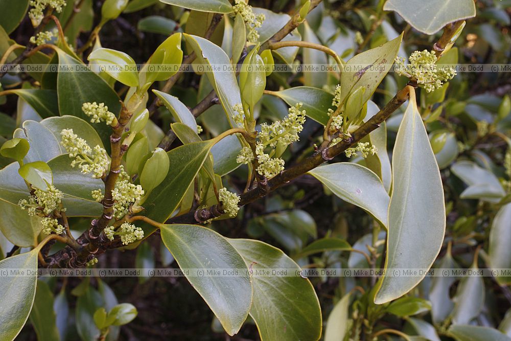 Griselinia littoralis Broadleaf or Kapuka