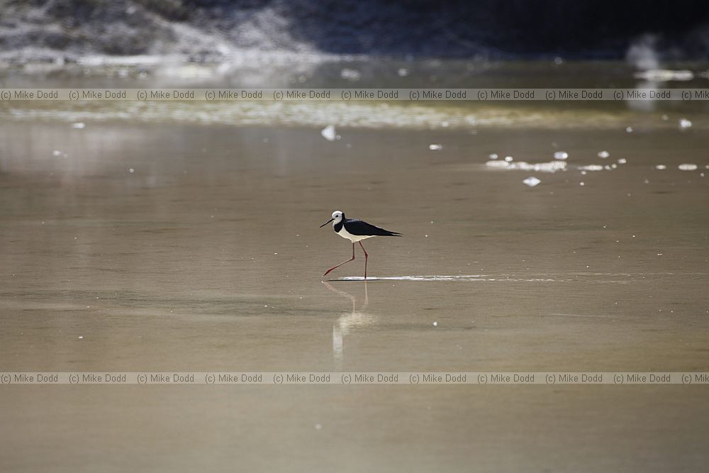 Himantopus leucocephalus White-headed Stilt
