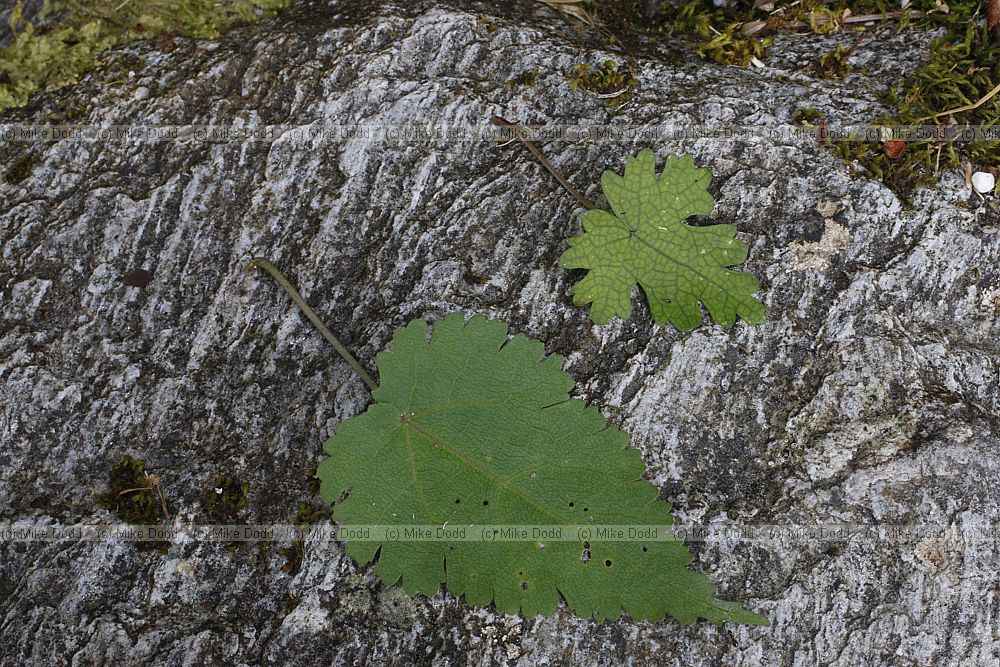 Hoheria glabrata Mountain ribbonwood